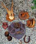 Trofee coarne potcoave cornița