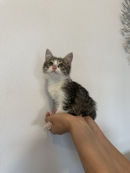 Котята в Добрый руки