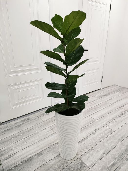 Растения комнатные. Доставка