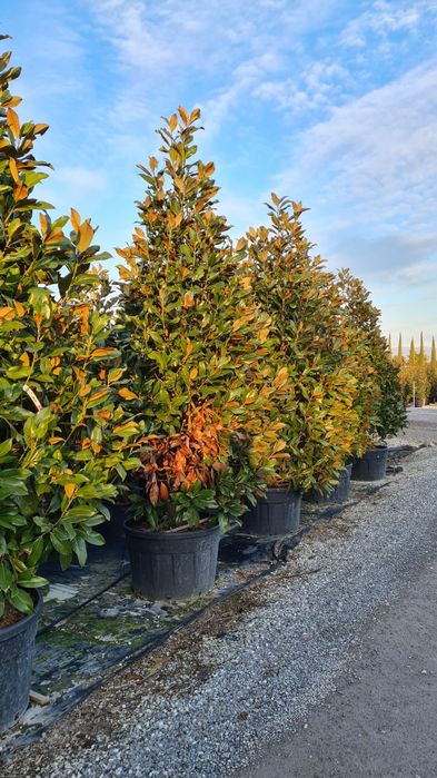 Vindem magnolia grandiflora enupar pe tulpina