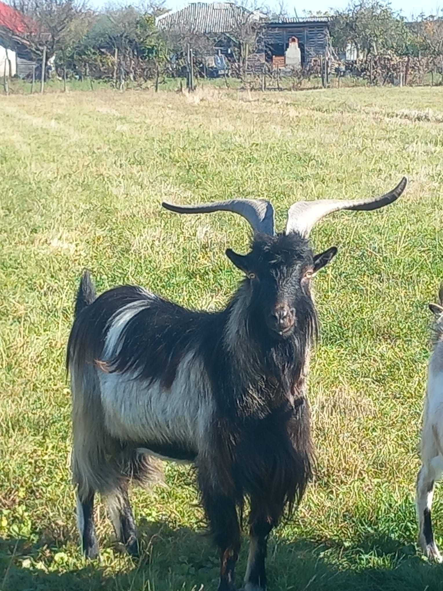 Vând țap negru 2 ani