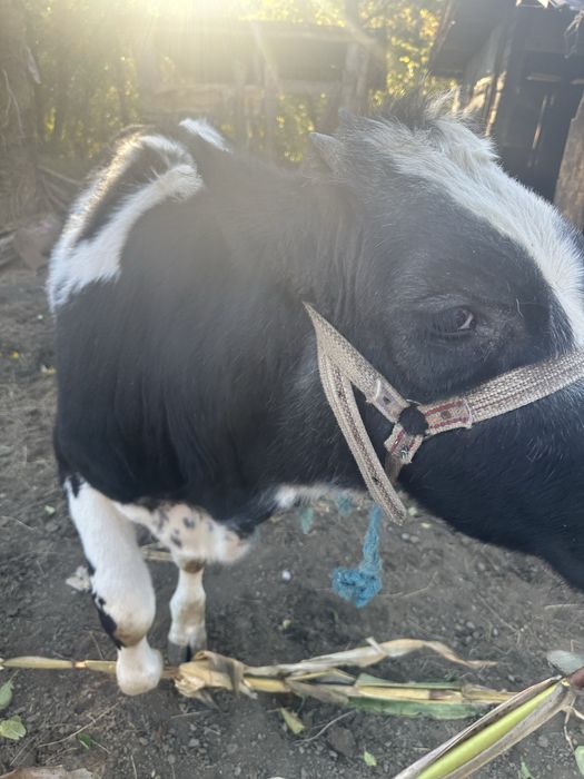 Se vinde pret 4300 lei negociabil