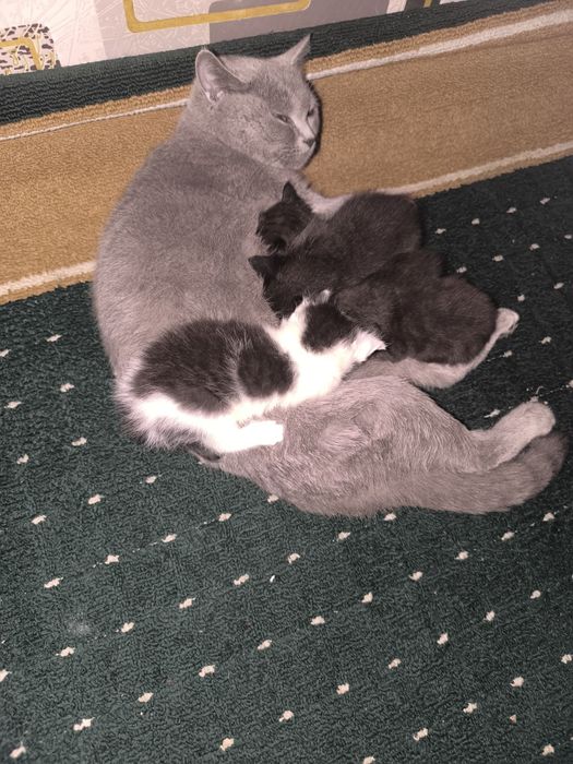 Мушукчаларимиз сотилади