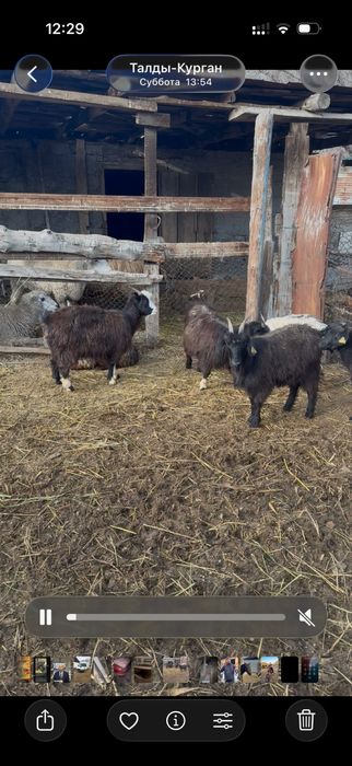 1 туған жас Ешкілер сатылады, және лақтар