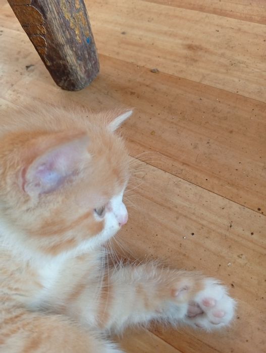 Бесплатно котята