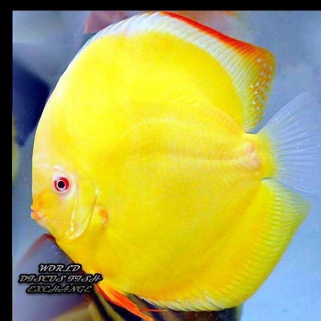 Дискус Diskus Дискус Albino goldon