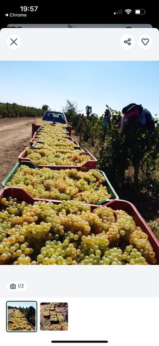 Struguri de vin , pentru iubitorii de finețuri