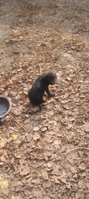 Лабродор смешаный