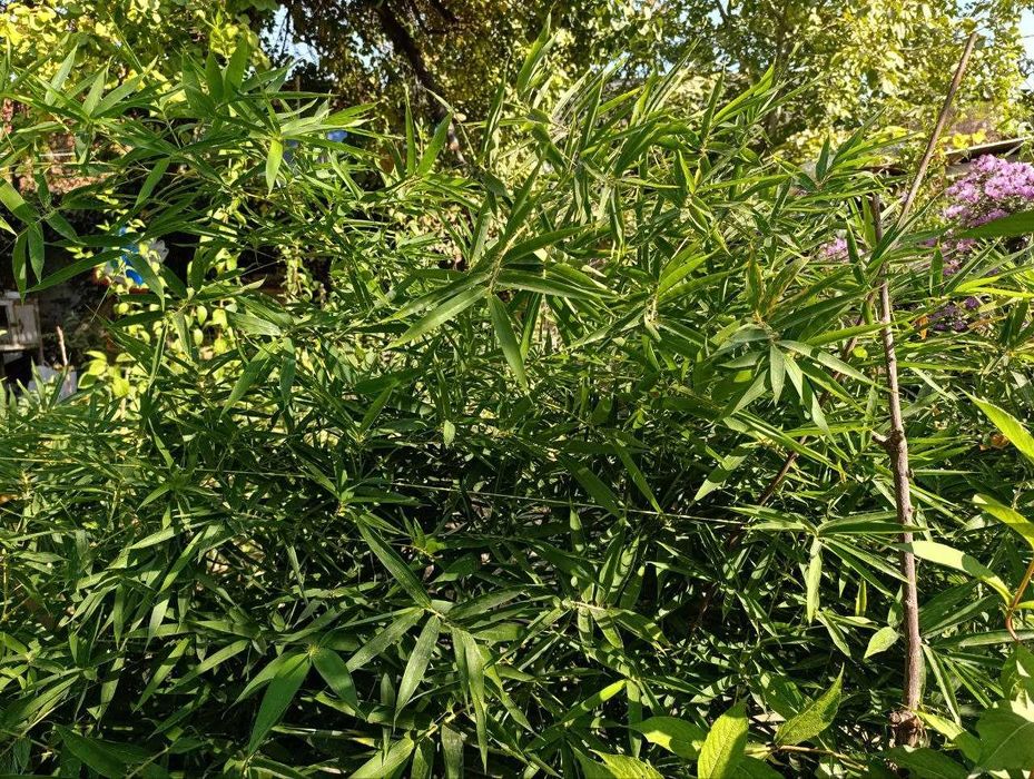 Продается Бамбук (Бамбук)