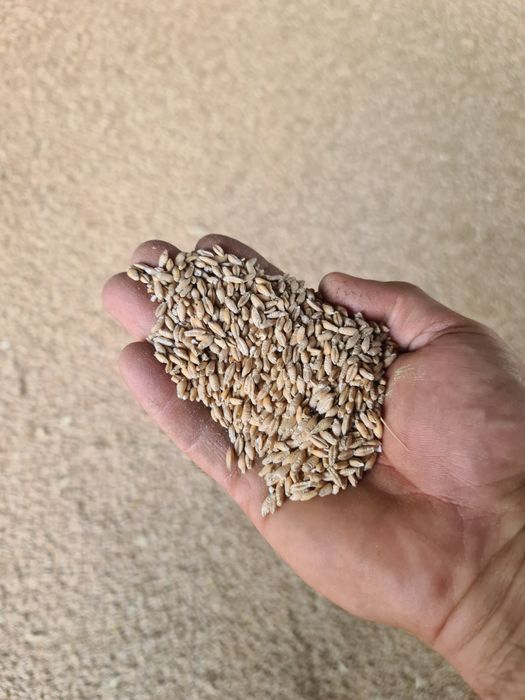 Triticale, orzoaica, mazare furajera, floarea soarelui