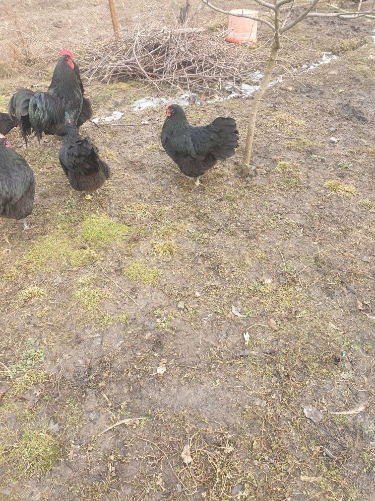 Puișori australorp