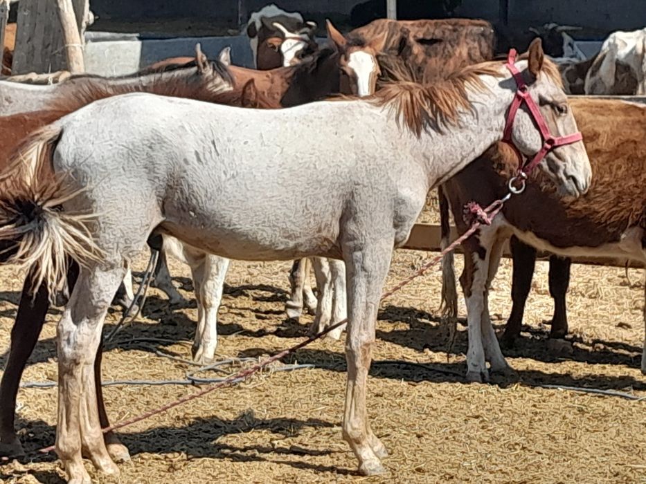 Erkak va moda toylar sotiladi qazoqdan kelgan