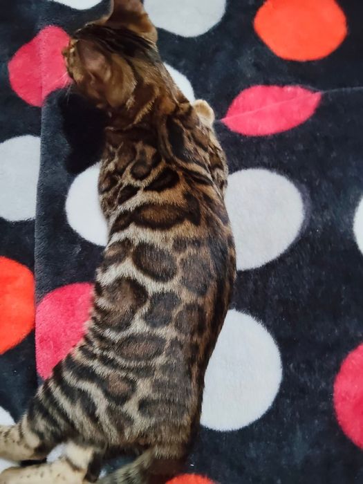 Pui Bengal - Felisa Internationala Lady Daiana