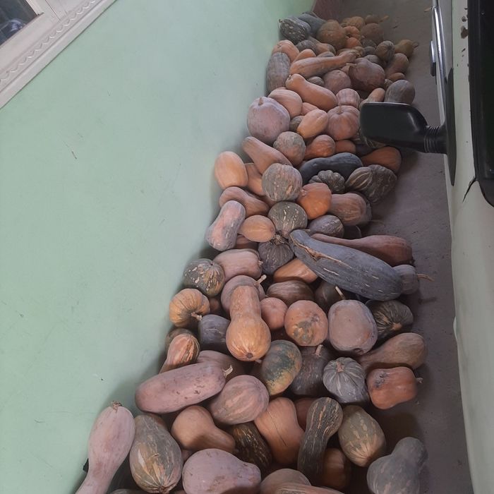 Ошковок сотилади Тиква