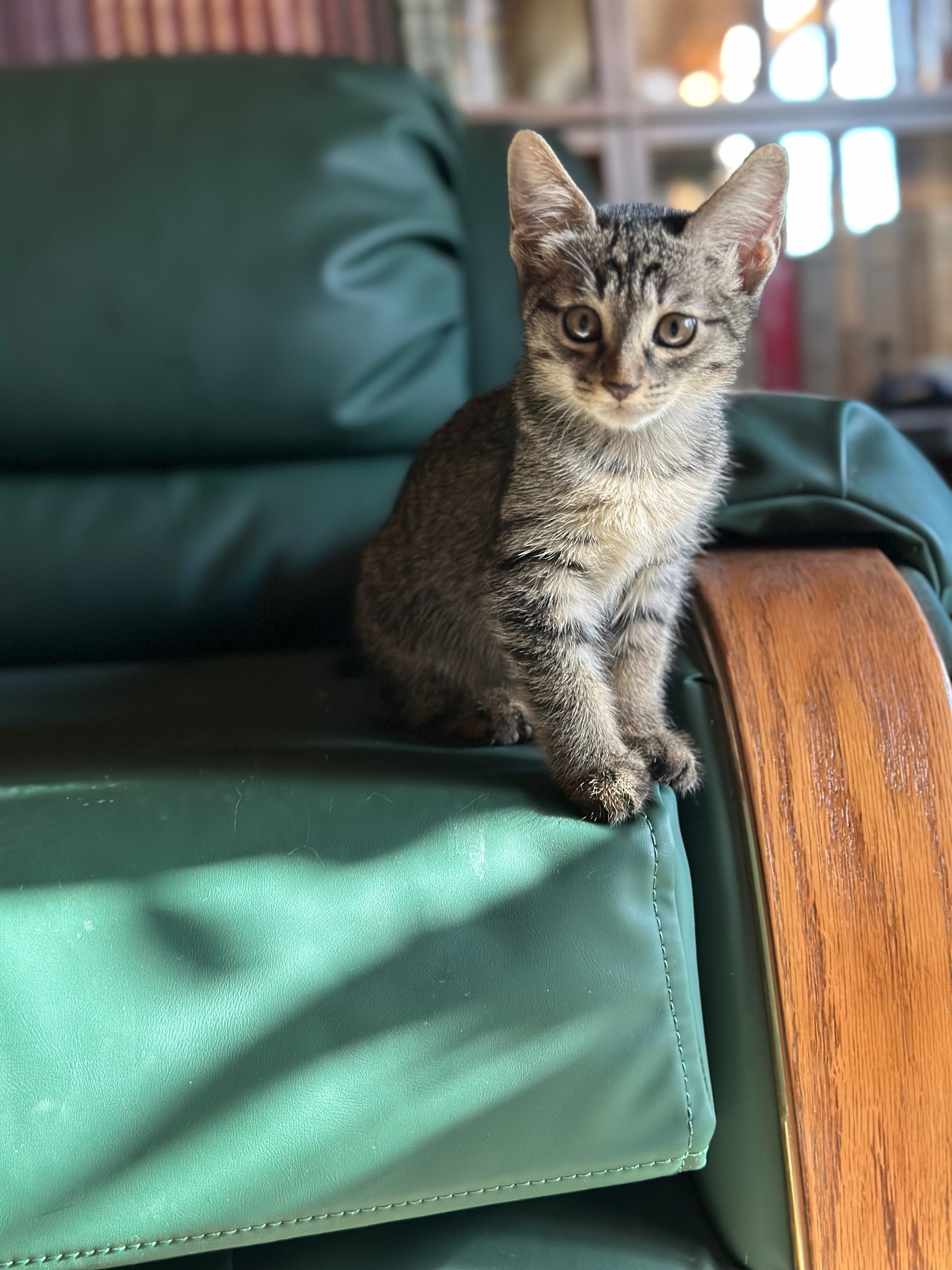 Котенок девочка.