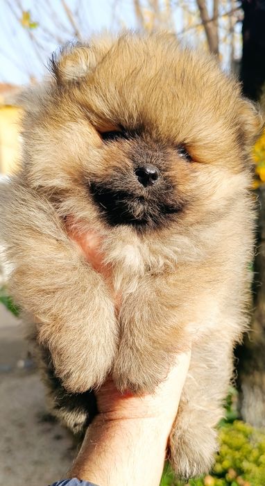 Померан, мини померан