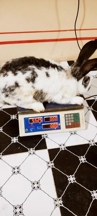 Куйон сотилади    т