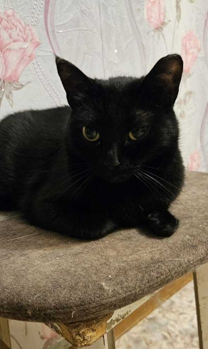 Ищем любящую семью