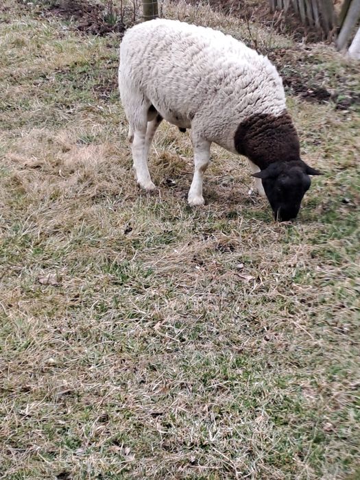 Berbecuți pentru montă