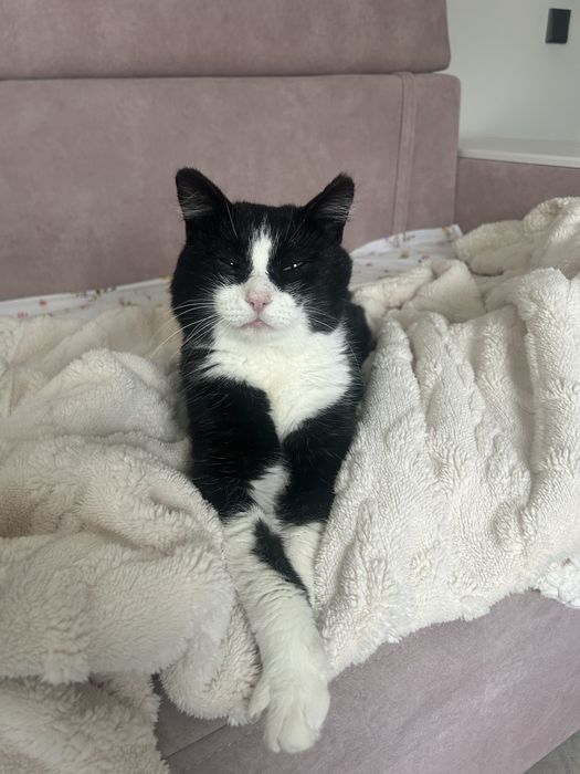 Кот кот котенок кот