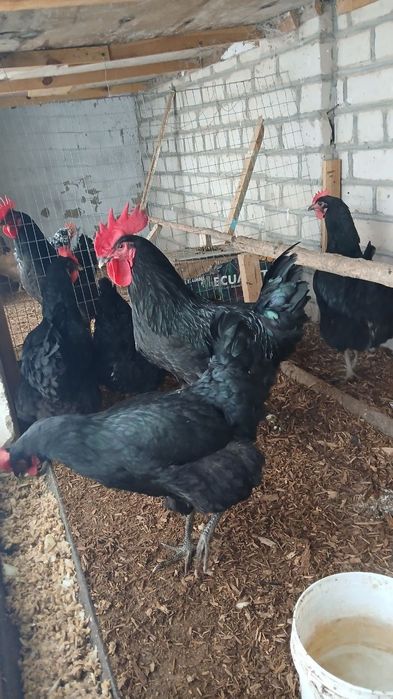 Gigant Qora Shaxzoda tuxumi sotilodi