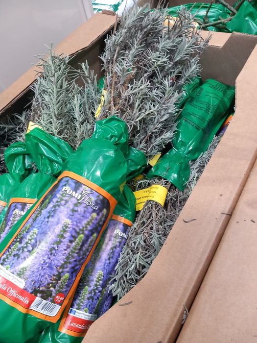 Vând lavanda la ghiveci  și yuca grande