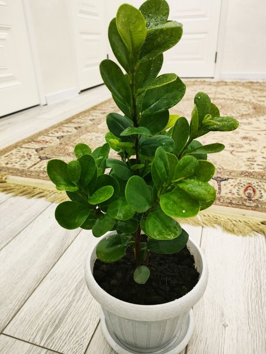 Красивые растения, доставка