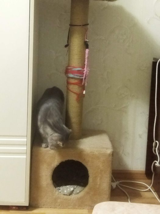Продам домик для кота/кошки