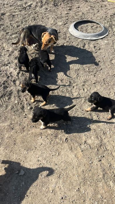 Күшіктер/щенки в добрые ркуи