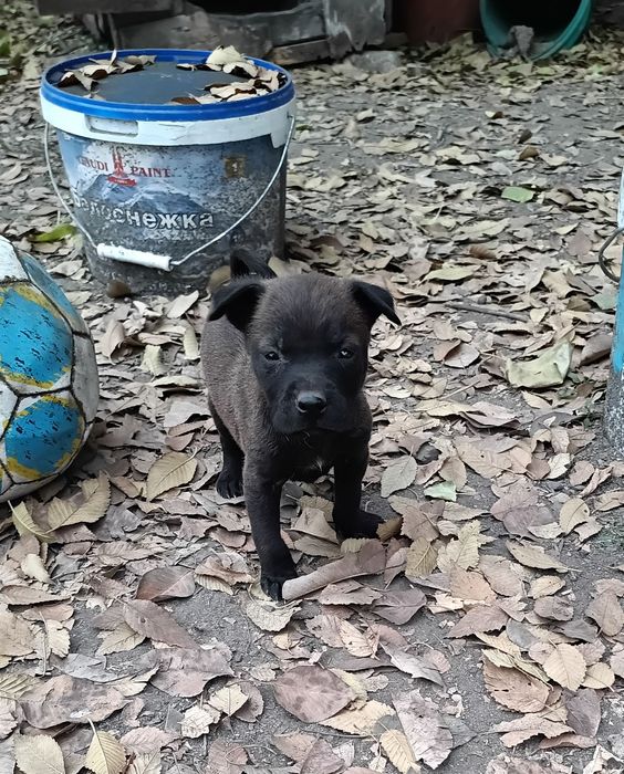 Отдам щенка в хорошие руки