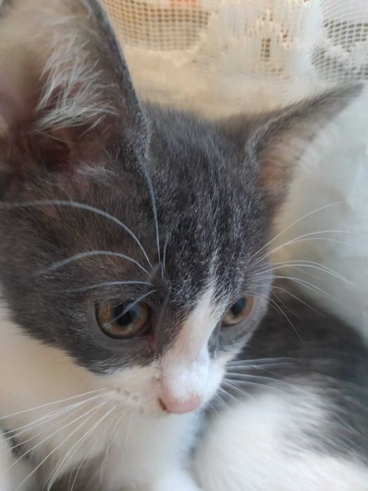 Adoptie Pisicute