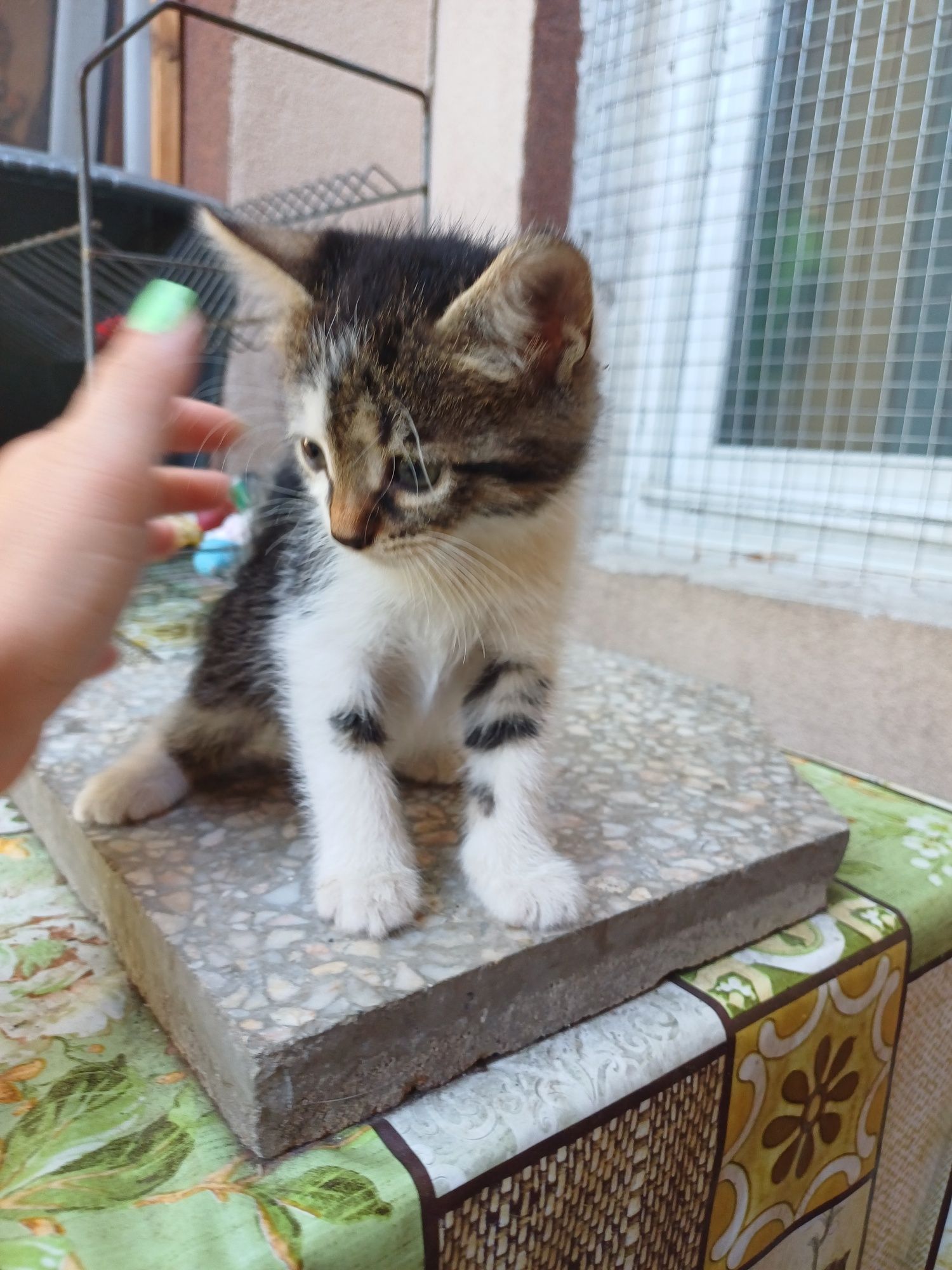 Подарявам женски котета на 2 месеца