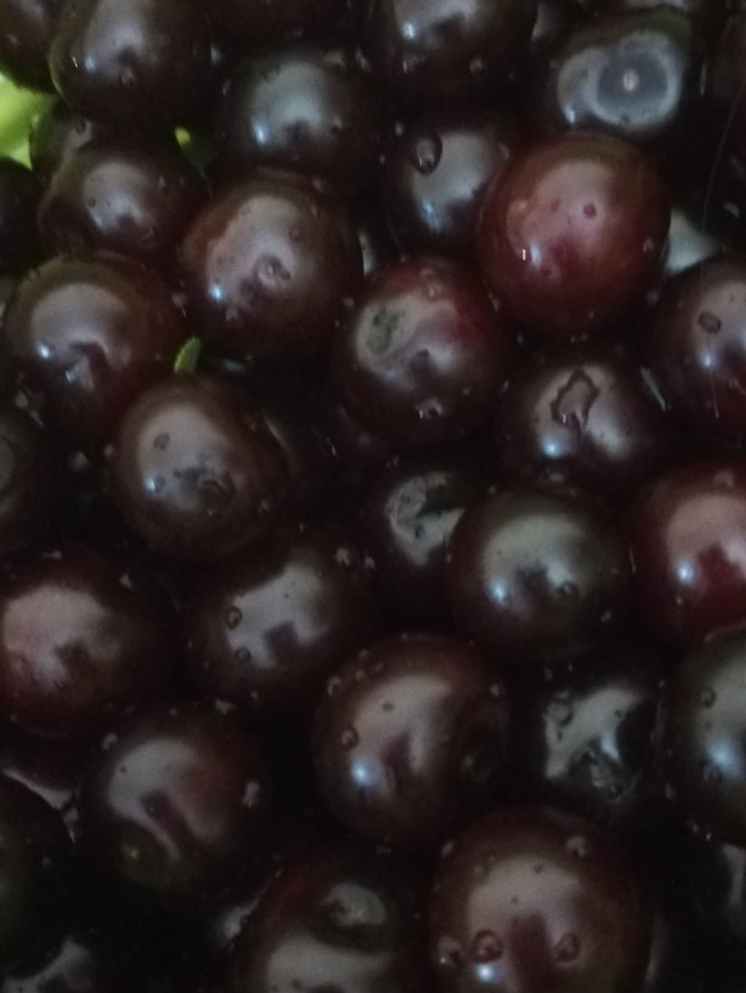 Продам вишню свежесобранную!