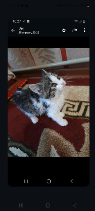 2 айлык мысык котенок