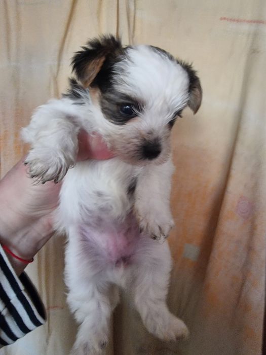 Супер мини бивер йоркширски териер