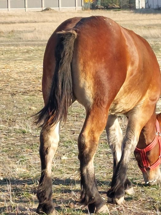 Vand mânza murga de noua  luni