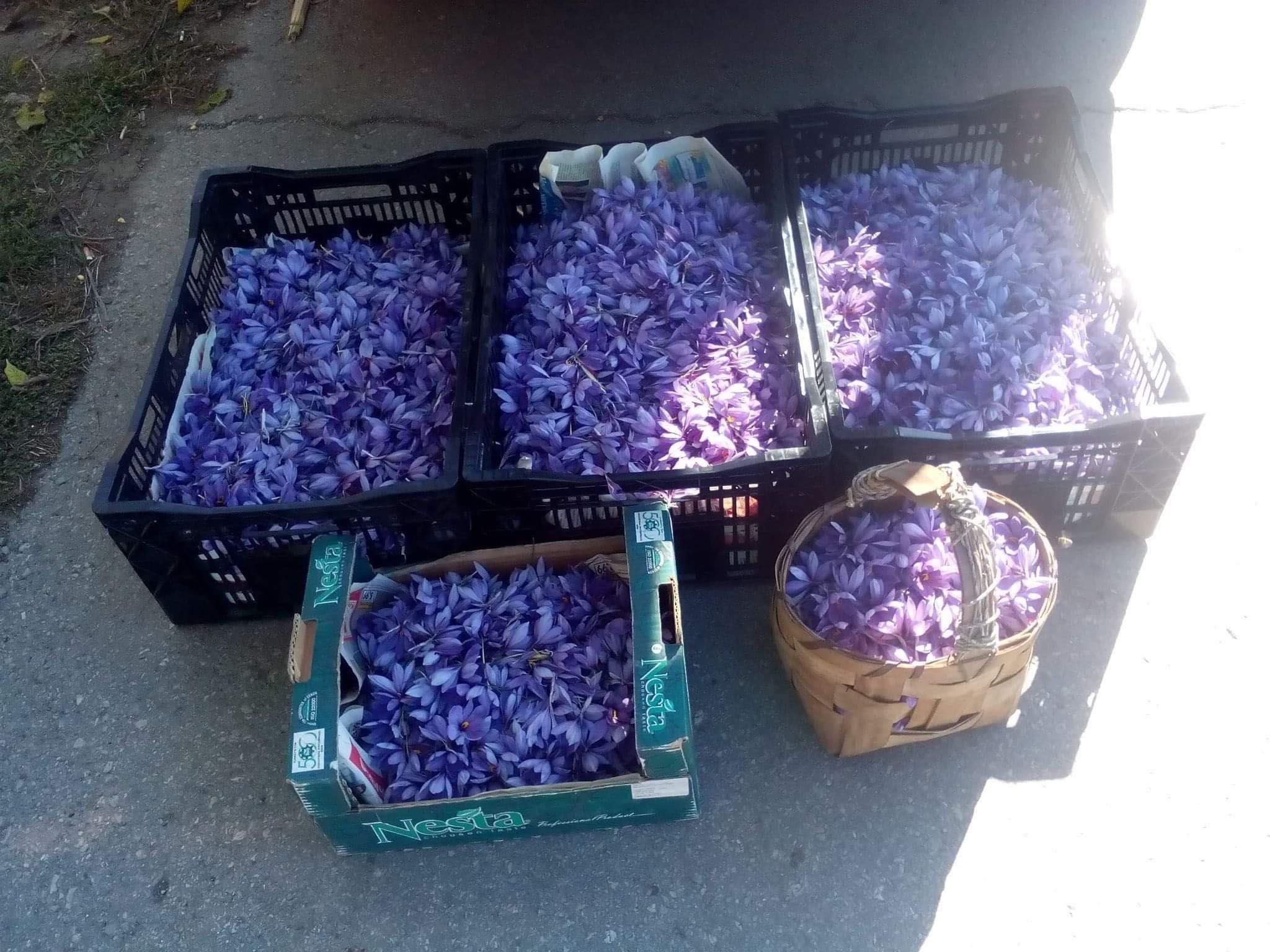 Шафран със сертификат за най-добро качество
