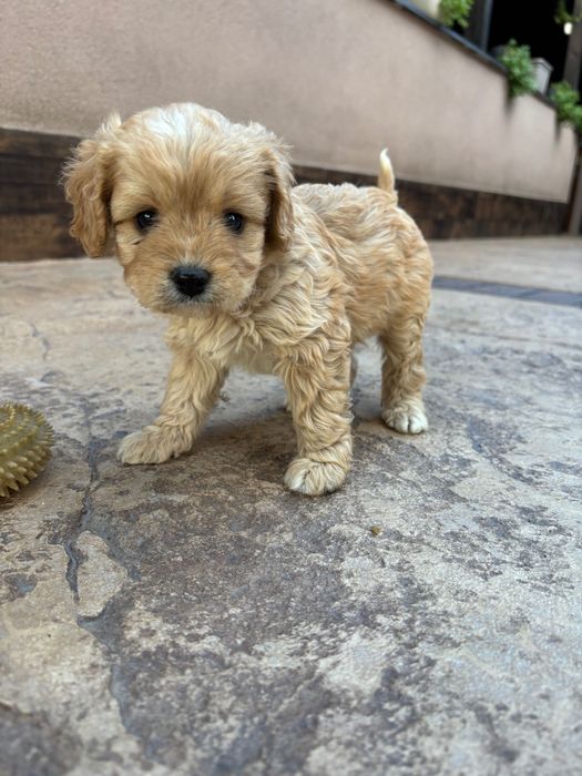 Кавапу///Cavapoo