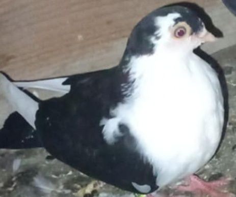 Vând porumbei galateni