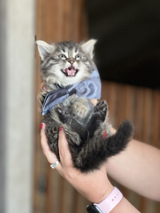 Этот привлекательный молодой кот в бабочке ищет семью!