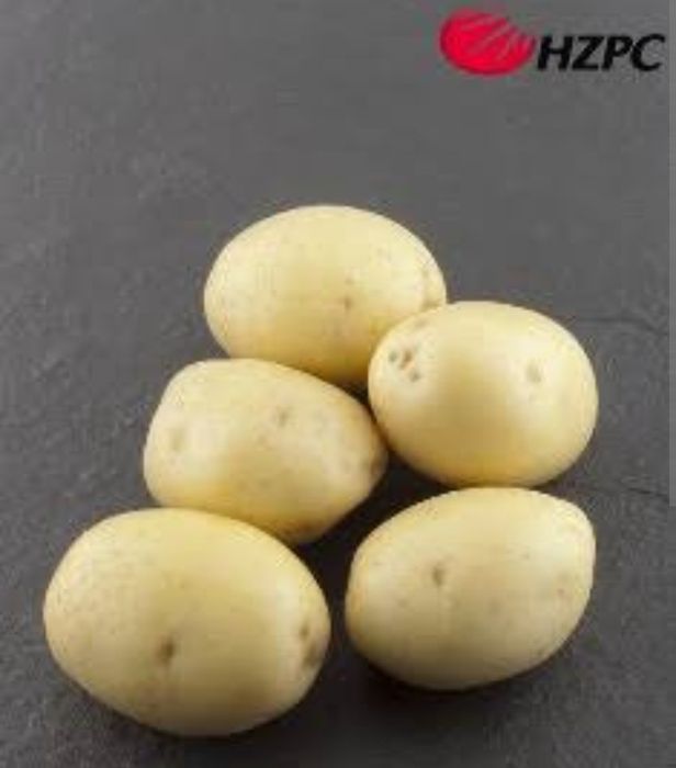 Vând cartofi de sămânţa şi Consum  diferite soiuri