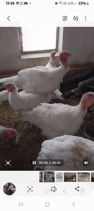 Продоется индюки ииндюшки породы хайбрит