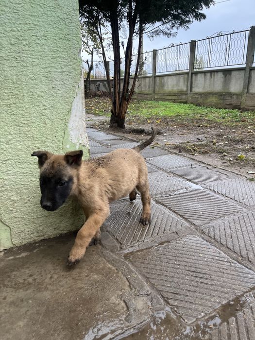 Белгийска овчарка