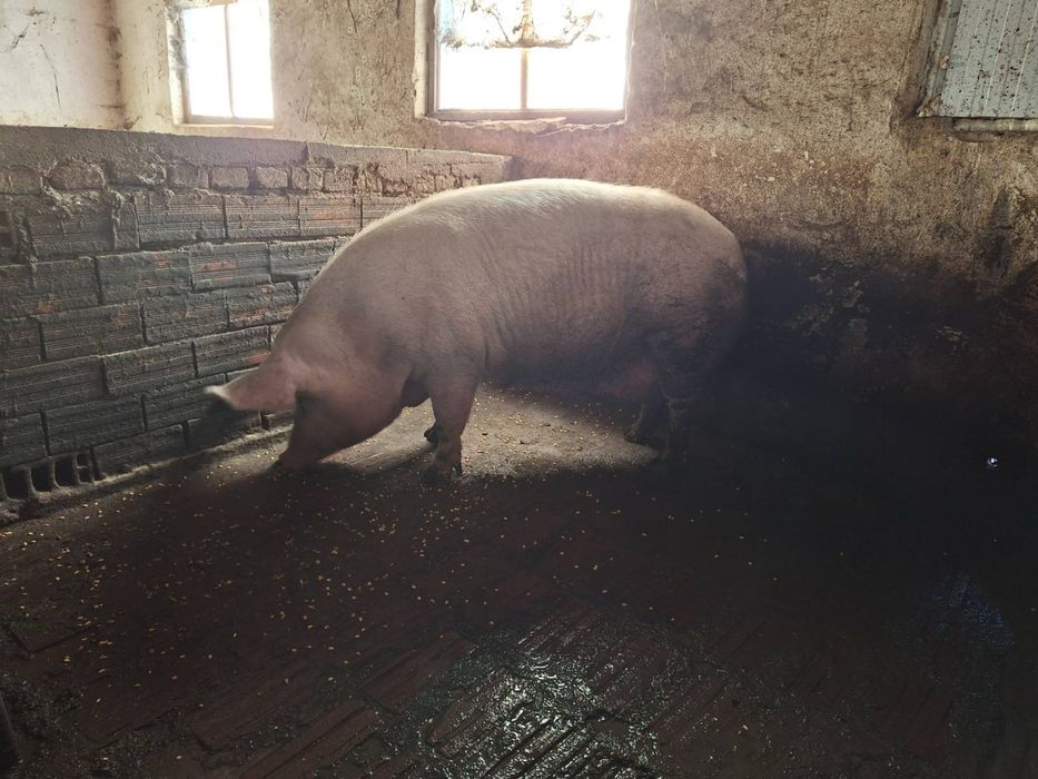 Продавам прасета