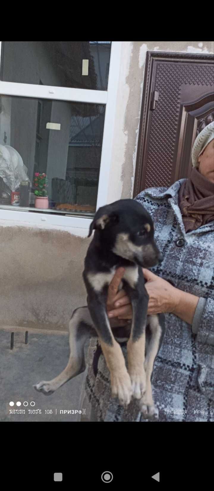 Собаки и щенки в широком ассортименте в городе Термезе.