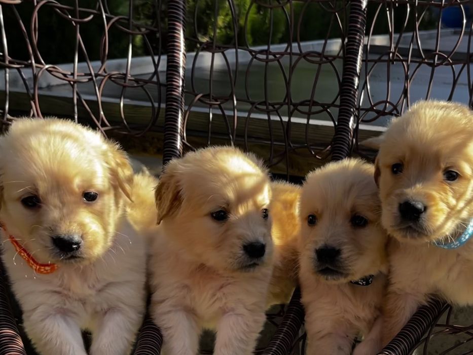 Чистокръвни голдън ретривър бебета,супер подарък за Коледа ,рожден ден