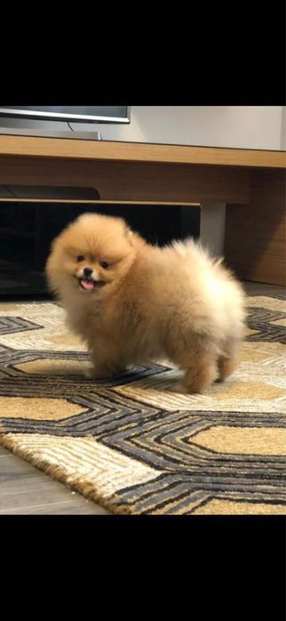 Fetita Pomeranian