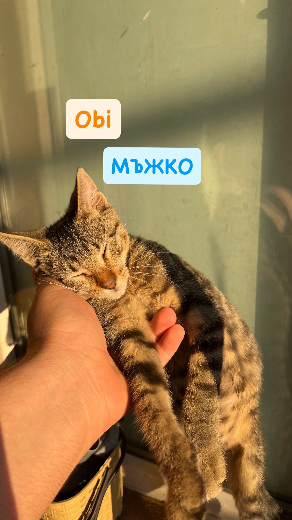 Последен Котка Оби