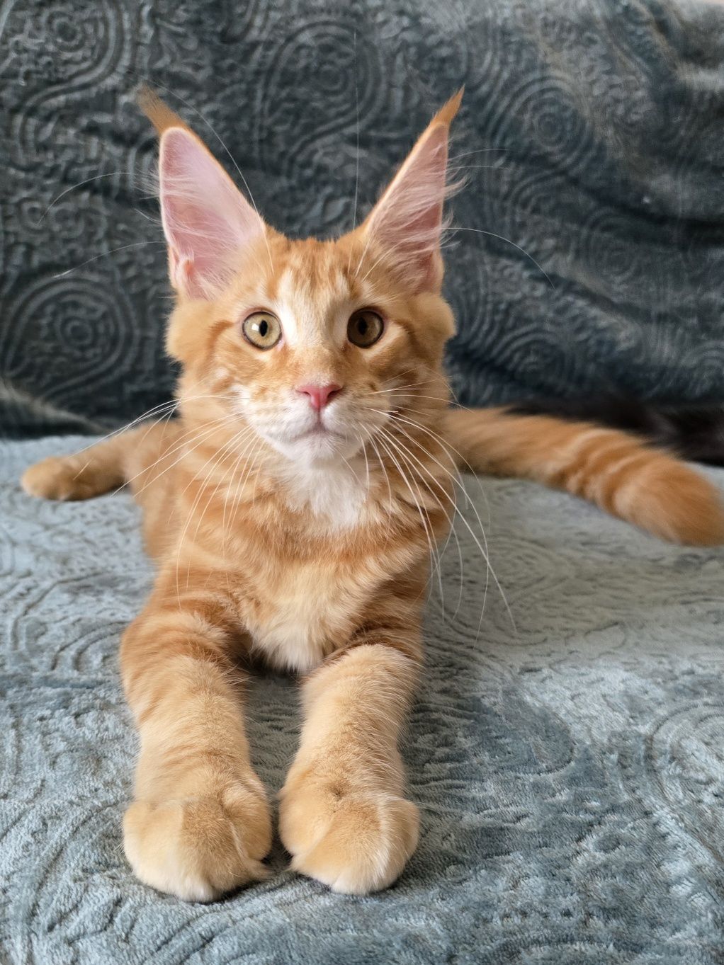 Pisoi Maine Coon cu Pedigree
