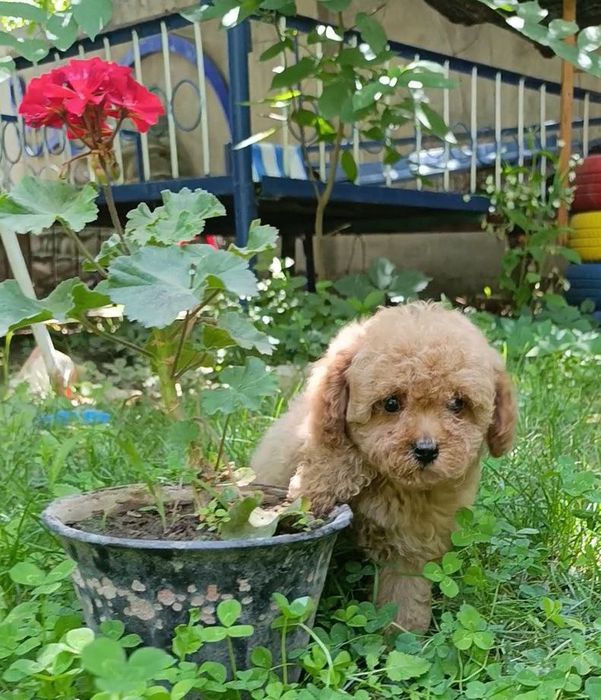 Продаются щенки карликового пуделя